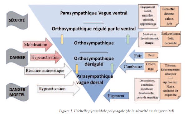 Les scénarios réparateurs. Un système nerveux autonome plein de ressources.